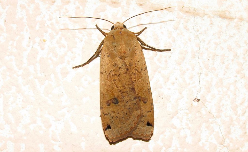 Quale noctua? Noctua pronuba, Noctuidae